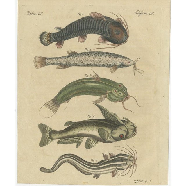 Bertuch, Five Catfish with Long Barbels, 1815, Print For Sale - Image 3 of 12
