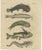 Bertuch, Five Catfish with Long Barbels, 1815, Print For Sale - Image 3 of 12
