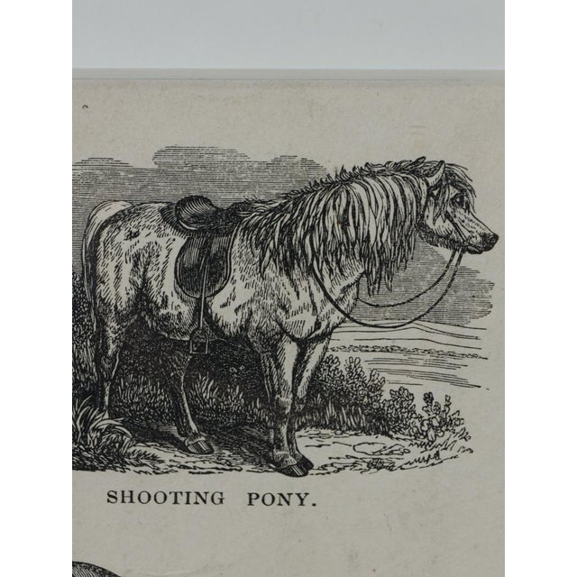 Mid 19th Century Webb & Millington, The Panorama of Horses, 1850, Engraving For Sale - Image 5 of 18