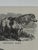 Mid 19th Century Webb & Millington, The Panorama of Horses, 1850, Engraving For Sale - Image 5 of 18