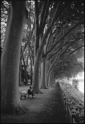 Paul Cooklin, Treeline, Silver Gelatin Photograph