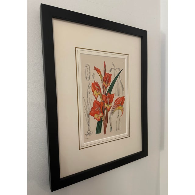 1920s Vintage Gladiolus Botanical Print Framed With Accompanying Text Page For Sale In New York - Image 6 of 9