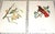 Vintage Mid 20th C. Imperial Folio American Tropical Bird Lithographs - Set of 12 (11.25” X 17.25”) For Sale - Image 4 of 12