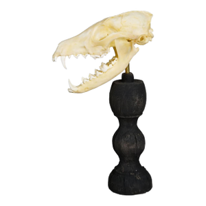 Antique Real Skull of a Red Fox, Germany Ca. 1900s