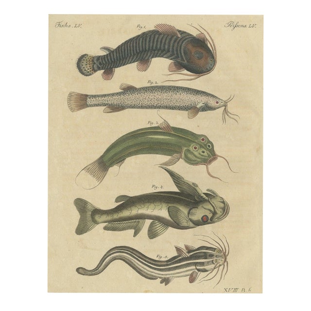 Bertuch, Five Catfish with Long Barbels, 1815, Print For Sale