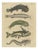 Bertuch, Five Catfish with Long Barbels, 1815, Print For Sale