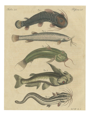 Bertuch, Five Catfish with Long Barbels, 1815, Print