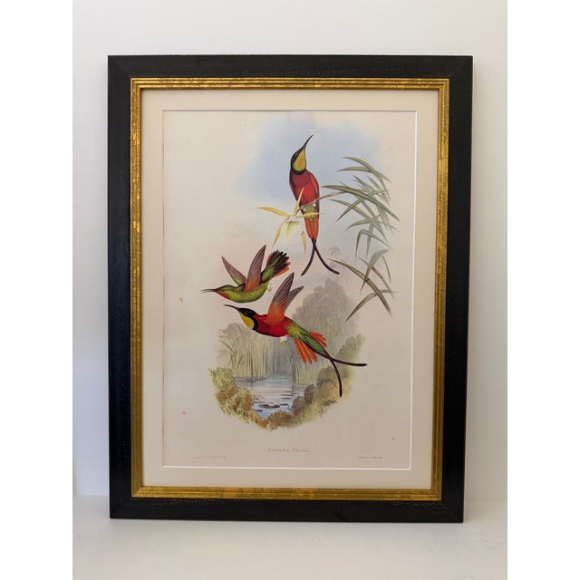 1990s Framed Prints, Set of 3, Crimson Topaz, Fiery Topaz, and Black-Capped Hummingbirds Hill House Editions For Sale - Image 4 of 12