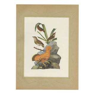 Brazilian Bird Print Guianan Cock-of-the-Rock by Descourtilz, 1944 For Sale