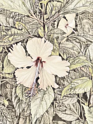 Ian Jones, Flowers in Vietnam 2, Print