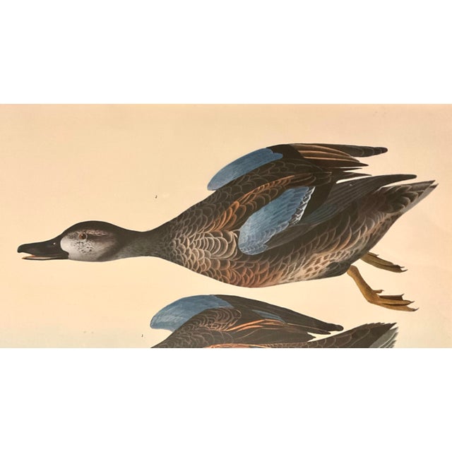 Blue Pair of Audubon Folio Duck Prints John James Audubon Great Bird Paintings. Published 1964 Double Giltwood Rope Framed Linen Matte. For Sale - Image 8 of 12