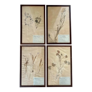 Set of 4 Early 20th Century French Herbiers by M. Joly For Sale