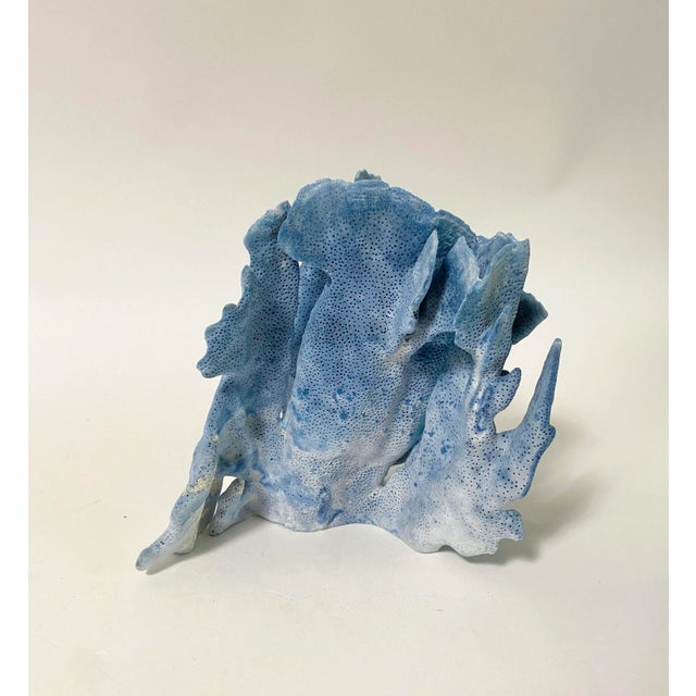 Natural Blue Coral Specimen Coastal Home For Sale In Los Angeles - Image 6 of 6