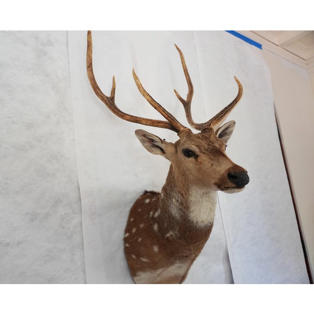 American Spotted Deer Head & Bust Mount For Sale - Image 3 of 15