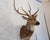 American Spotted Deer Head & Bust Mount For Sale - Image 3 of 15