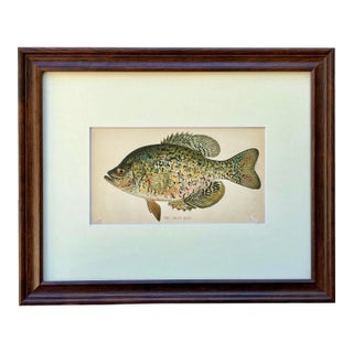 Original Antique Chromolithograph the Calico Bass Fish Print by Tarleton Bean Circa 1890 For Sale