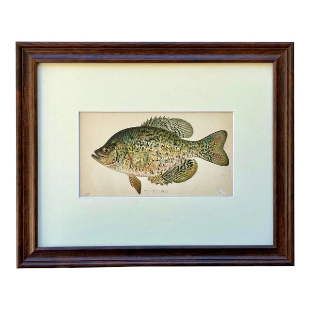 Original Antique Chromolithograph the Calico Bass Fish Print by Tarleton Bean Circa 1890 For Sale