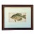 Original Antique Chromolithograph the Calico Bass Fish Print by Tarleton Bean Circa 1890 For Sale