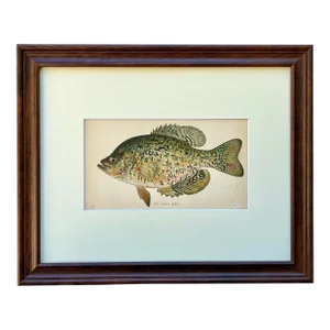 Original Antique Chromolithograph the Calico Bass Fish Print by Tarleton Bean Circa 1890