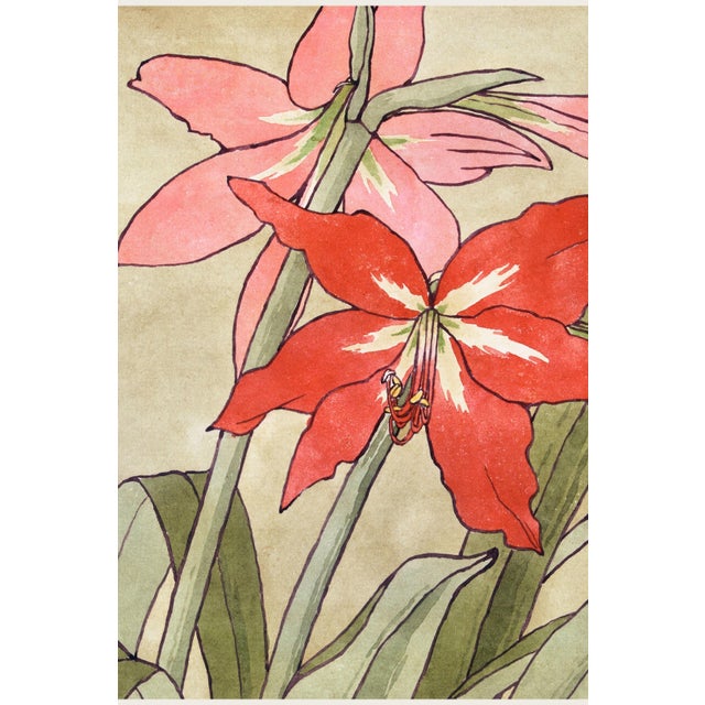 1915 Vintage Amaryllis Botanical Art Print by Hannah Borger Overbeck - 30" X 20" For Sale In Buffalo - Image 6 of 8