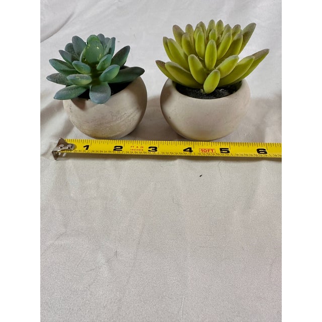 Adorable Set of Petite Succulents in Little Concrete Vases For Sale - Image 4 of 5