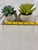 Adorable Set of Petite Succulents in Little Concrete Vases For Sale - Image 4 of 5