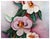 American Mid Century Saucer Magnolias Floral Still Life by Ann McKee For Sale - Image 3 of 4