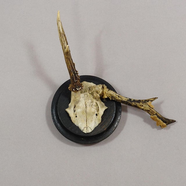 Set of Six Roe Deer Trophies on Turned Plaques Germany Ca. 1910s For Sale - Image 6 of 8