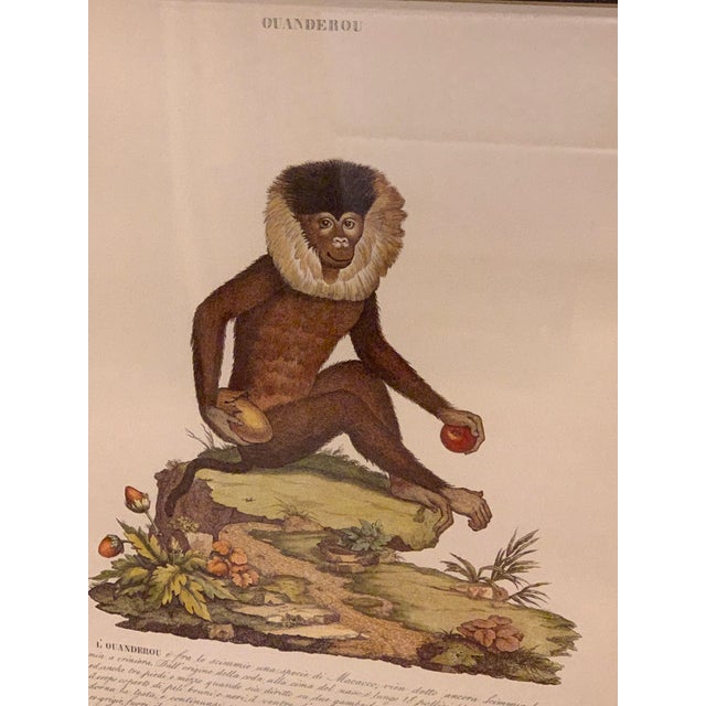 Vintage English Midcentury Framed Animal Print Chairish