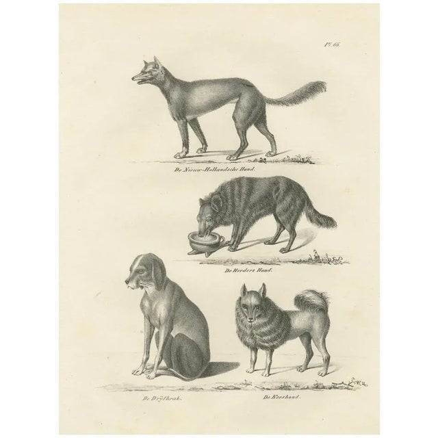Wild and Domestic Dogs, 1836, Lithograph For Sale - Image 11 of 11