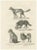Wild and Domestic Dogs, 1836, Lithograph For Sale - Image 11 of 11