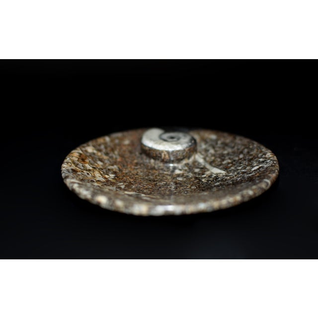 Pair Ammonite Plates Natural Fossil 4.5" For Sale - Image 13 of 15