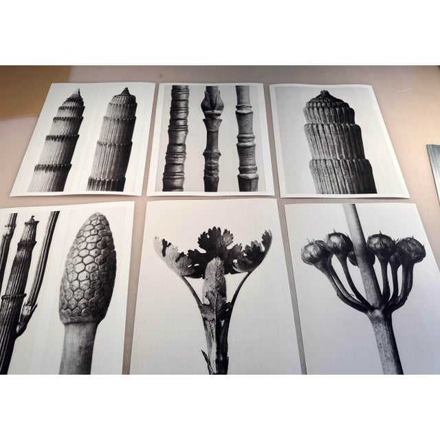 Reproduction Blossfeldt Botanical Photographs - Set of 9 For Sale - Image 11 of 11