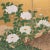 Six Panel Japanese Byobu Scenic Gold and Peony Screen For Sale - Image 4 of 8