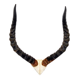 African Impala Horn - V Skull For Sale