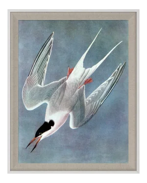 Audubon 12, Framed Artwork