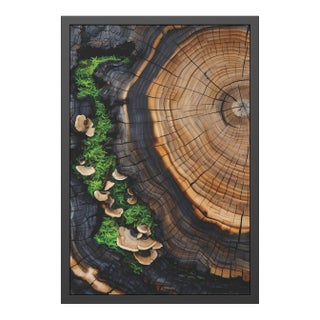 24 X 36 Burnt Wood Tree Ring Art Print With Moss & Turkey Tail Mushrooms – Contemporary Nature Photography, Fine Art Giclée For Sale