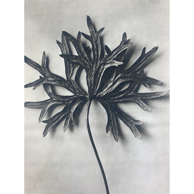Exquisite Botanical photogravure from famed Wunder In Der Nature portfolio by Blossfeldt . Karl Blossfeldt (1865 - 1932)...