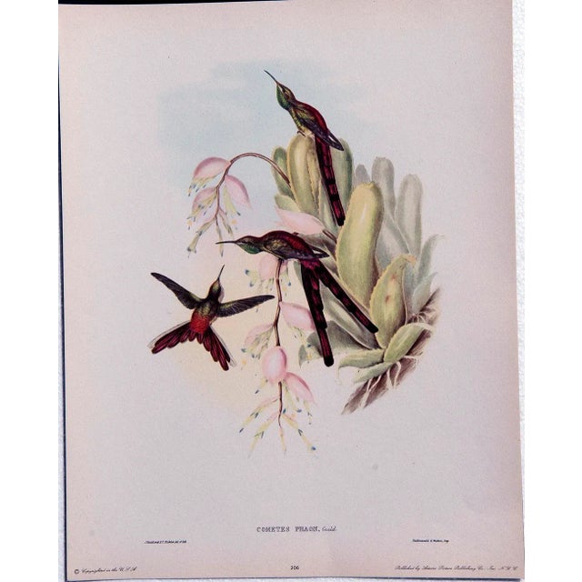 John Gould Hummingbird Lithographs, 1940s - Set of 6 For Sale - Image 11 of 14