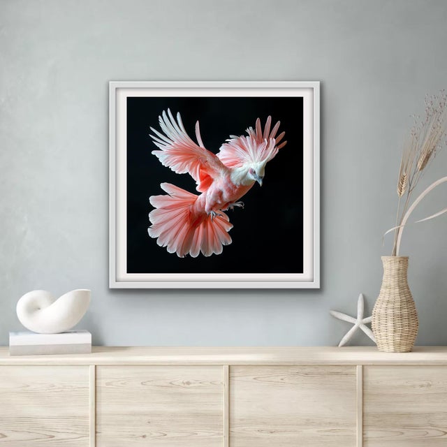 A White and Pink Victoria Crowned Pigeon in flight against black. Printed on Moab 310gsm Archival Fine Art Paper.