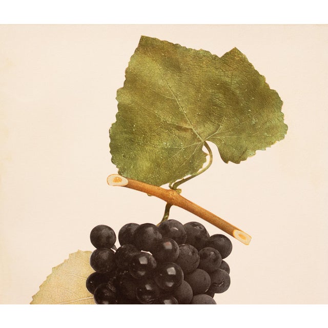 Farmhouse 1900s U. P. Hedrick, Original Antique Photogravure of Wilder Grapes For Sale - Image 3 of 6