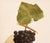 Farmhouse 1900s U. P. Hedrick, Original Antique Photogravure of Wilder Grapes For Sale - Image 3 of 6