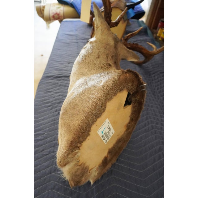 Whitetail Deer 9 Point Mount Head and Bust For Sale - Image 17 of 18