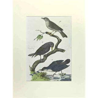 Johann Friedrich Naumann, Starling, Etching, 1840 For Sale
