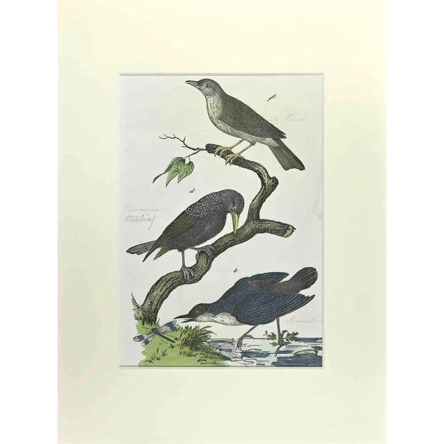 Johann Friedrich Naumann, Starling, Etching, 1840 For Sale