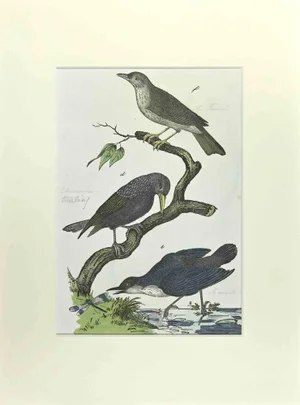 Johann Friedrich Naumann, Starling, Etching, 1840
