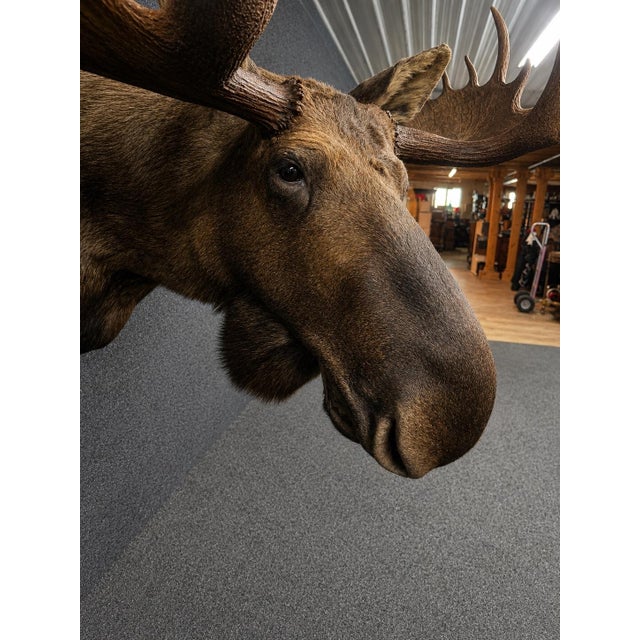 Animal Skin Yukon Moose Shoulder Mount With Large Palmate Antlers For Sale - Image 7 of 12