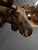 Animal Skin Yukon Moose Shoulder Mount With Large Palmate Antlers For Sale - Image 7 of 12