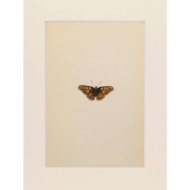 English 19th Century Antique Morris Butterfly Print Hand Colored Lithograph 1853 For Sale - Image 3 of 4