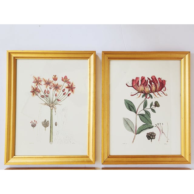 French Botanical Prints by Shadow Catchers-Set of 4 For Sale - Image 3 of 17
